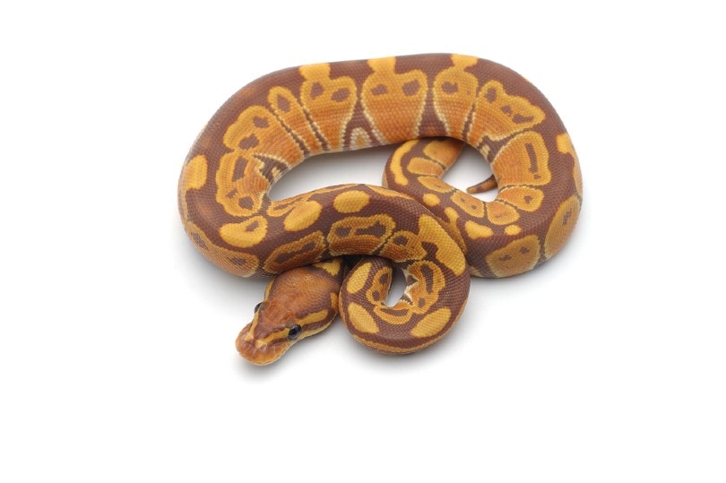 Sunset Ball Python Morph