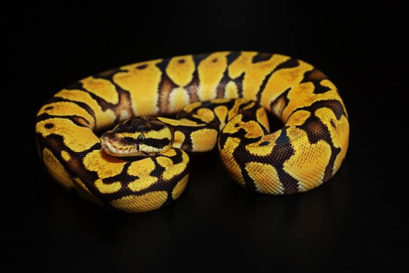 Super Pastel Ball Python on black background