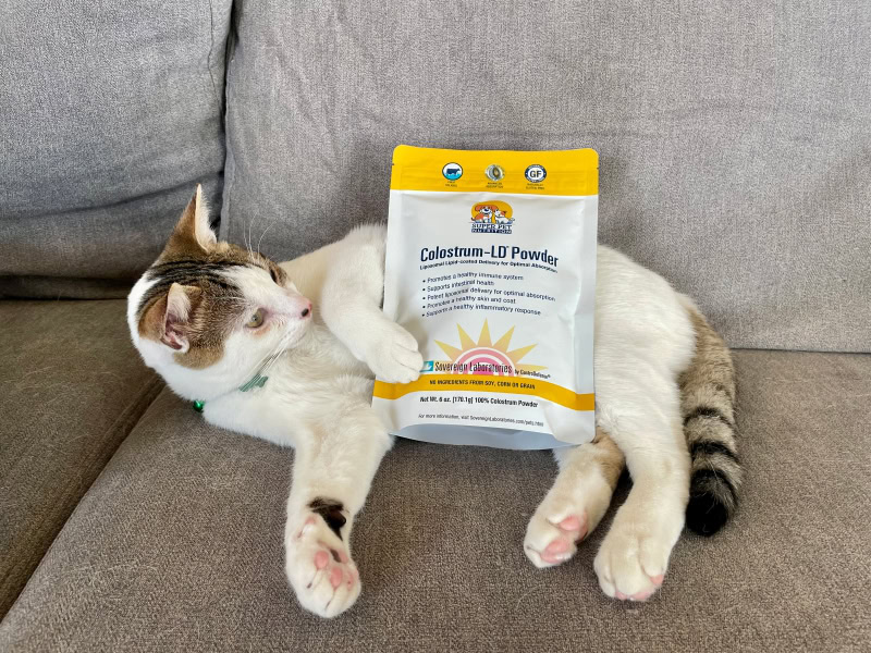 Super Pet Nutrition Colostrum-LD Powder - cat lying with the product bag on the couch