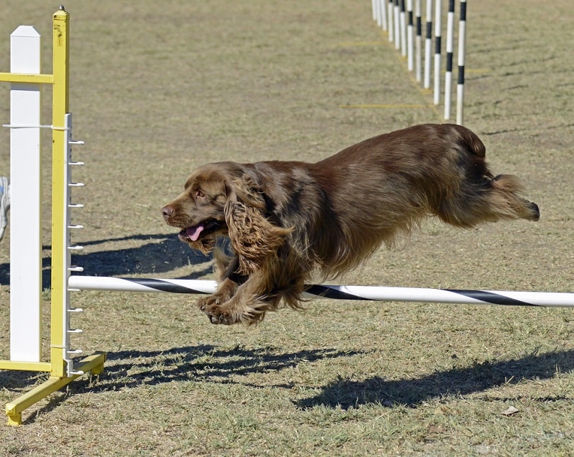 Sussex Spaniel training