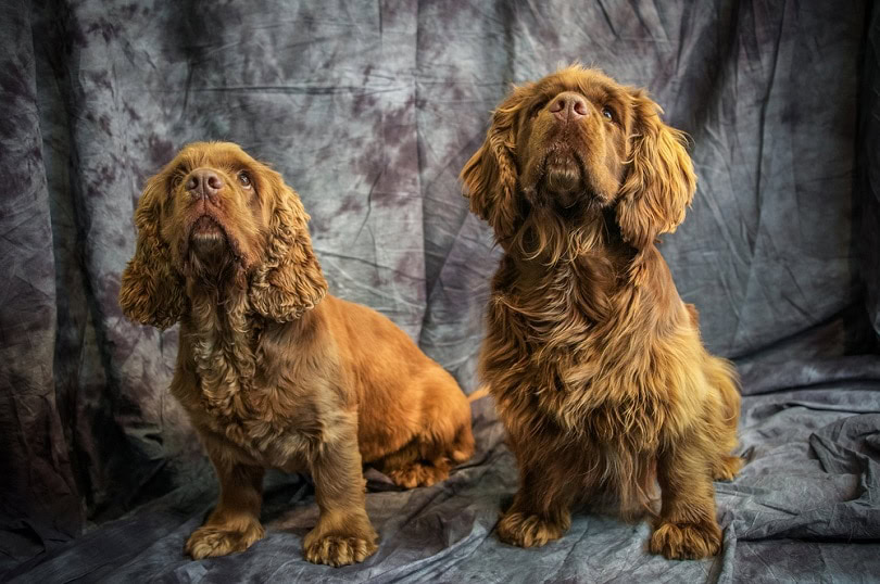 Sussex Spaniel
