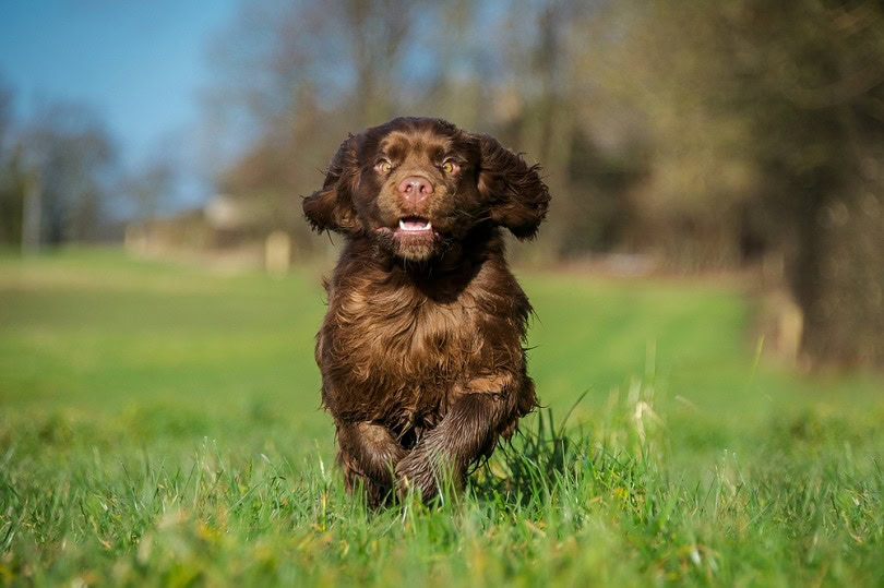 Sussex Spaniel
