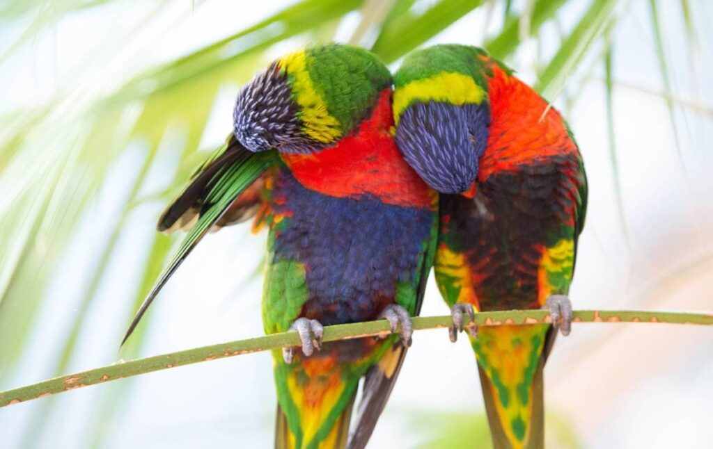 Swainson’s Blue Mountain Lorikeet grooming_Smeerjewegproducties_Shutterstock