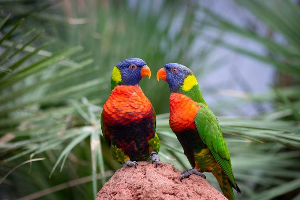 Swainson’s Blue Mountain Lorikeet looking at each other_Smeerjewegproducties_Shutterstock