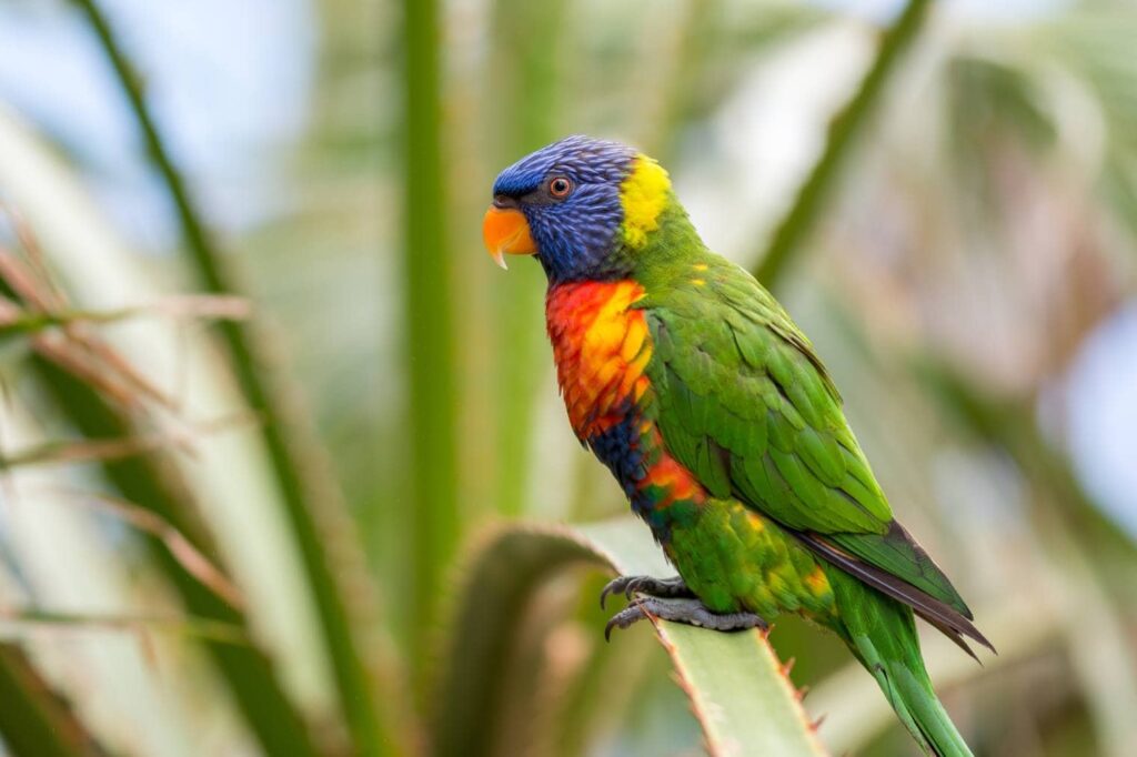 Swainson’s Blue Mountain Lorikeet side view_Jolanda Aalbers_Shutterstock