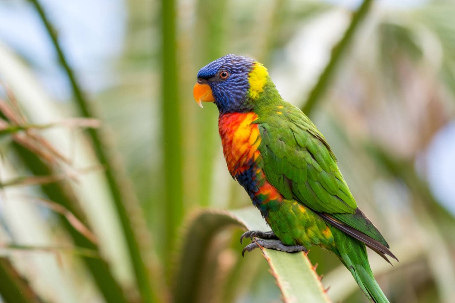 Swainson’s Blue Mountain Lorikeet side view_Jolanda Aalbers_Shutterstock