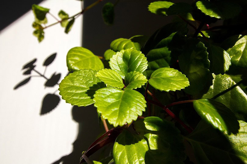 Swedish Ivy plant