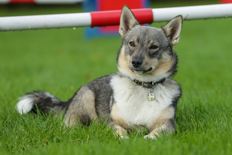 Swedish-Vallhund