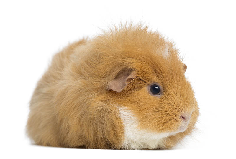 Swiss Teddy Guinea Pig