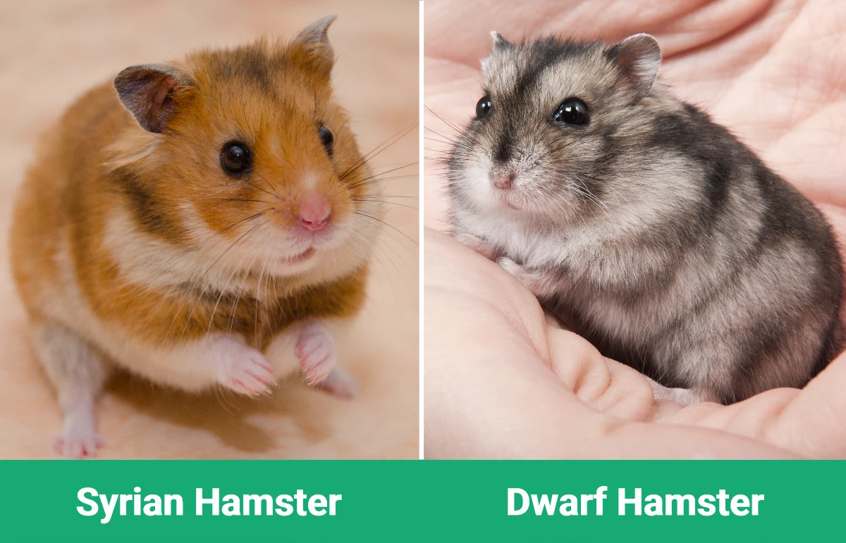 Syrian Hamster vs Dwarf Hamster - Visual Differences