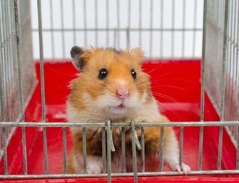 Syrian hamster looking out of the cage