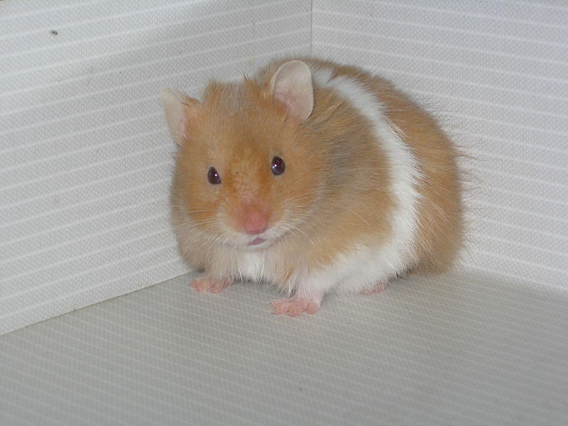 Syrian hamster named Toffee