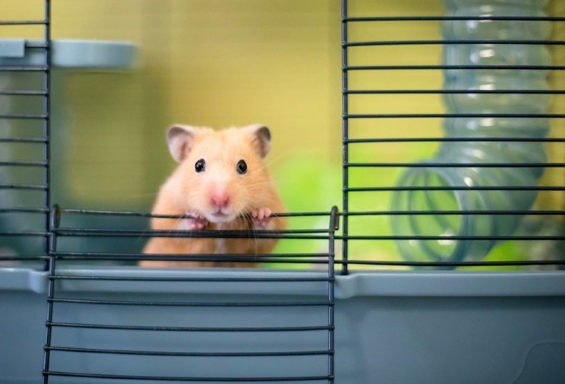Syrian hamster peeking out of its cage