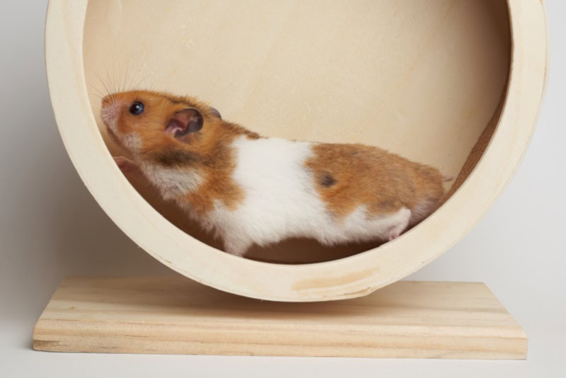Syrian hamster play with an hamster wheel