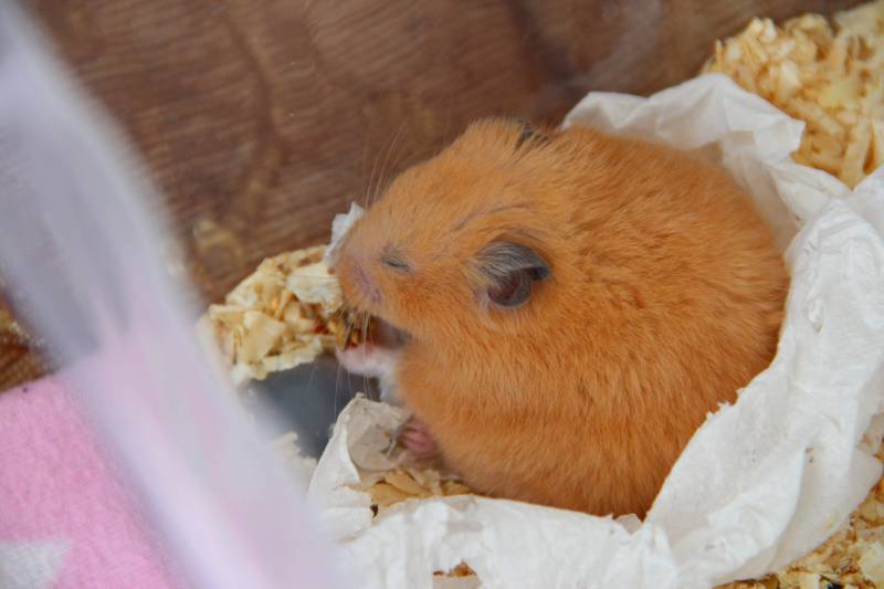 Syrian hamster sleeping in a sawdust