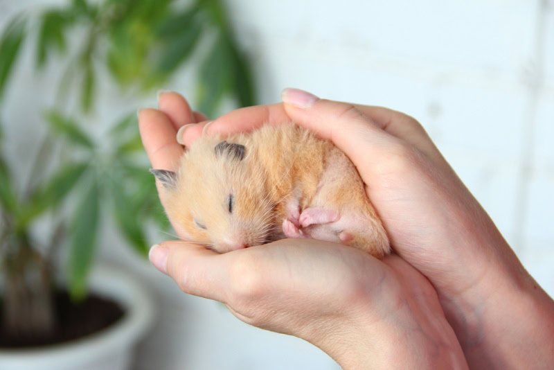 Syrian hamster sleeps in the hand of owner