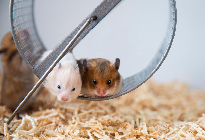 Syrian hamsters sitting on a wheel