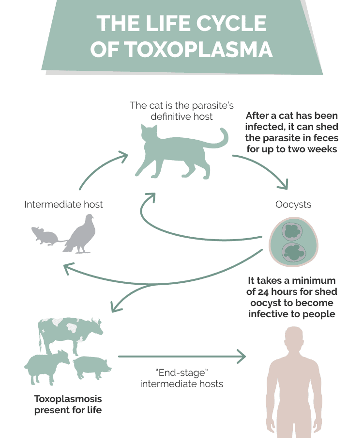 The Life Cycle of Toxoplasma