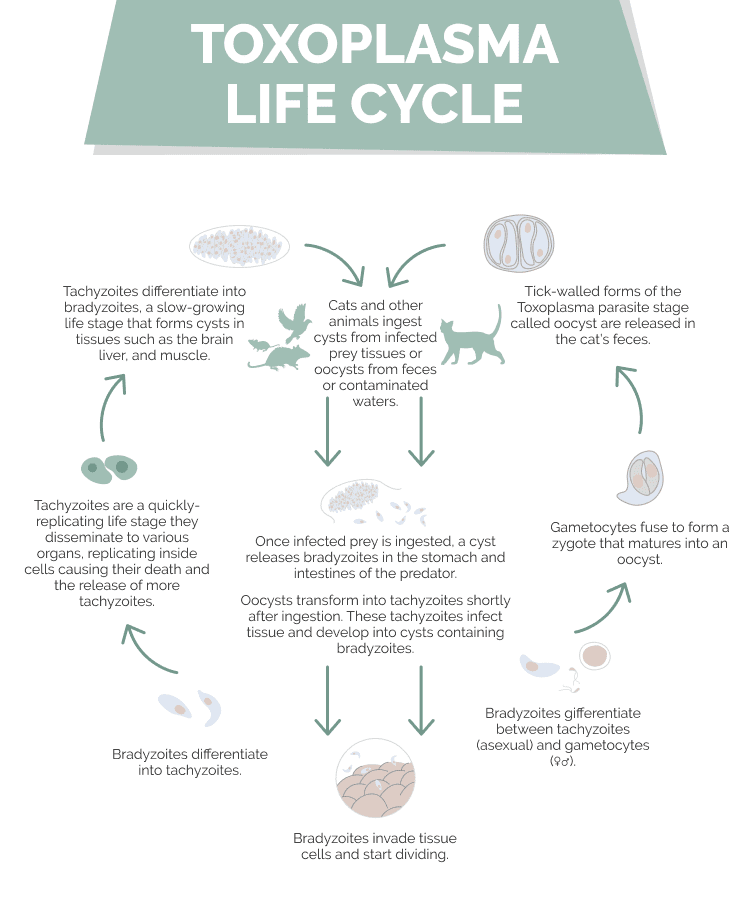 Toxoplasma Life Cycle