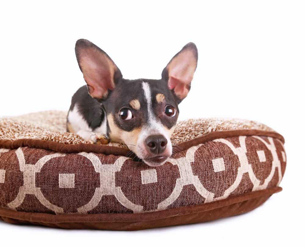 Taco Terrier_Annette Shaff, Shutterstock