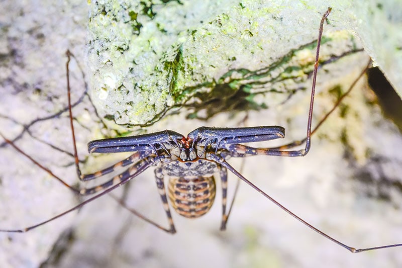 Tailless whip scorpion (Damon diadema)