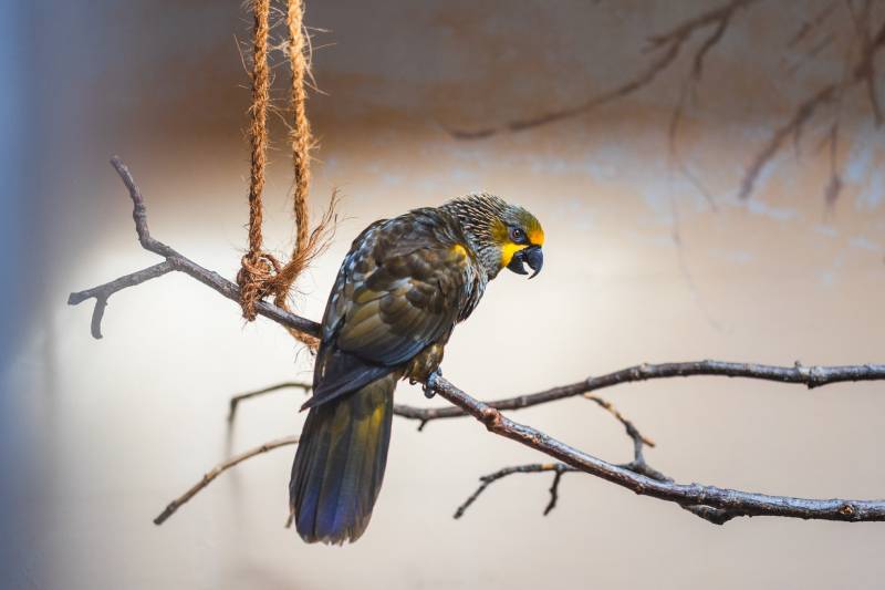 Talking Brown Lori (Chalcopsitta duivenbodei)