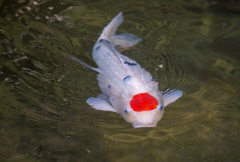 Tancho koi