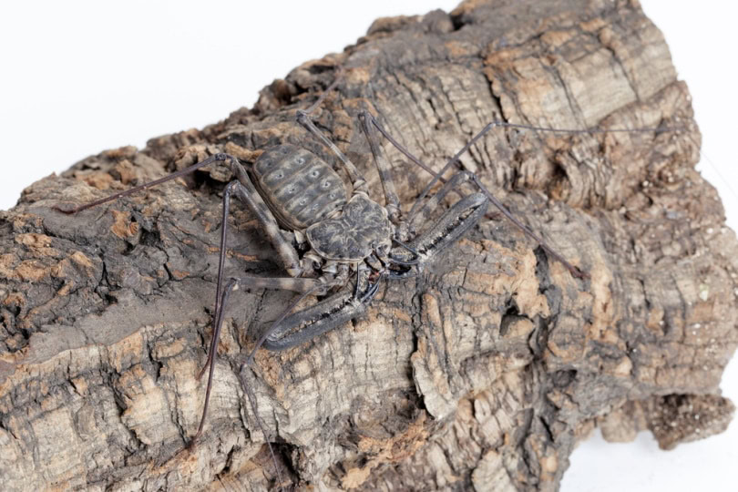 Tanzanian Tailless Whip Scorpion