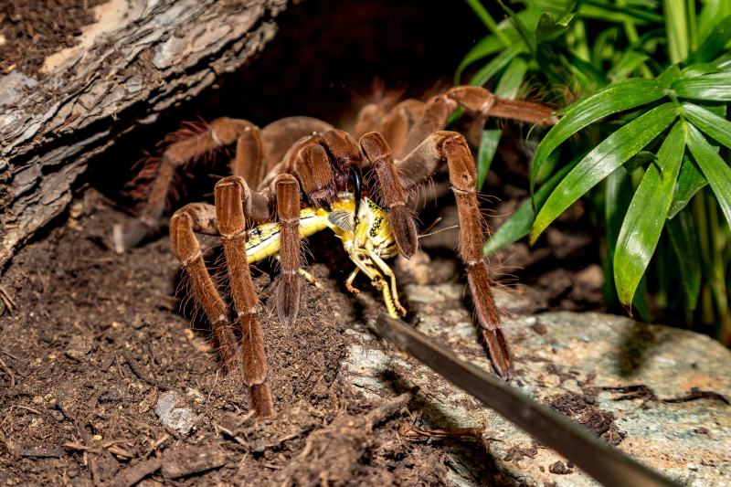 Tarantula theraphosa spider
