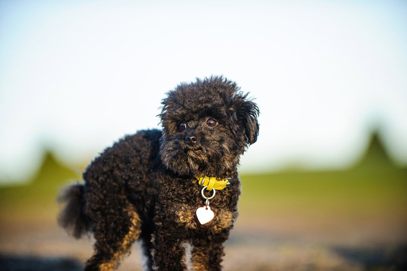 Teacup Poodle standing at a park