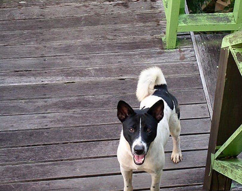 Telomian_Dog_BetacommandBot_Wikimedia