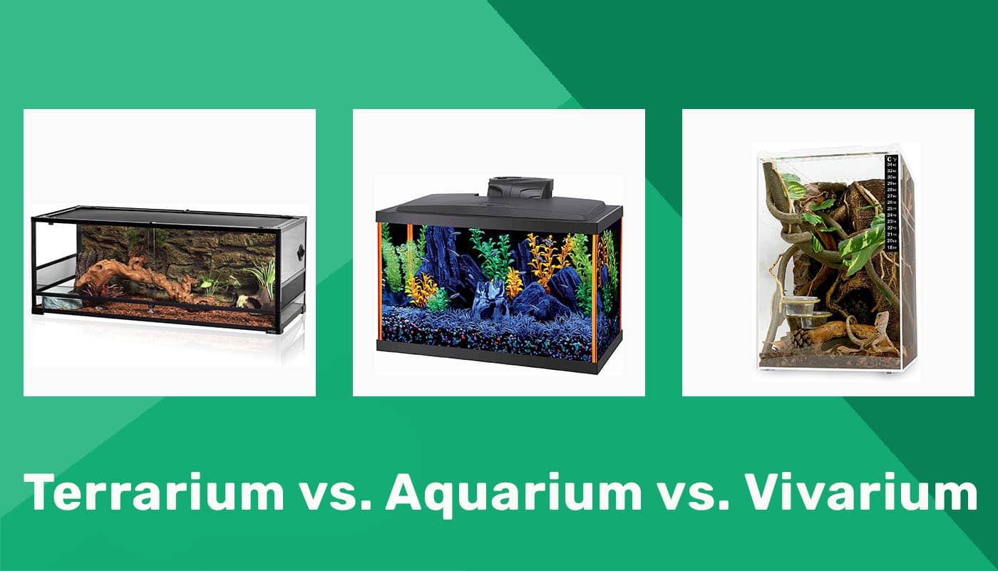 Terrarium vs. Aquarium vs. Vivarium featured image 2