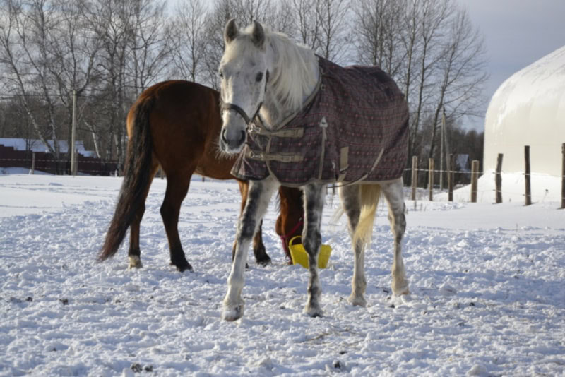 Tersk horse in the snow
