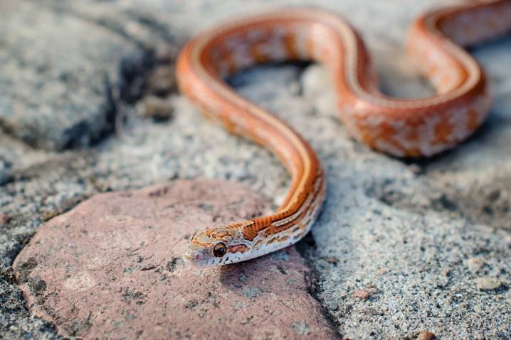 Tessera Corn Snake above the rock_Kwiatku_Shutterstock