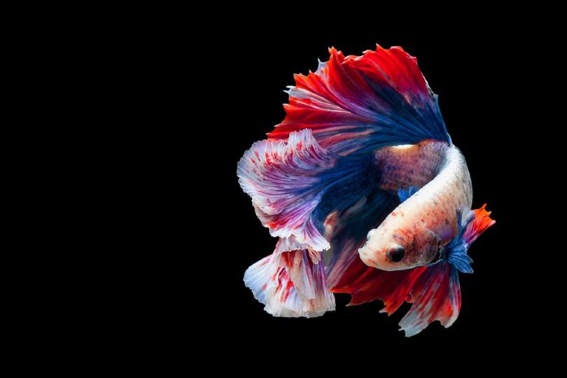 Thai Flag Betta Fish