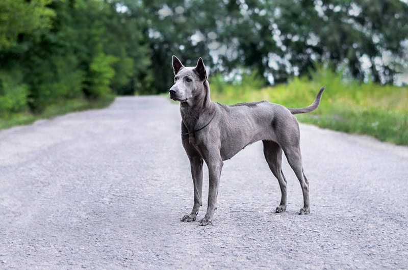 Thai Ridgeback
