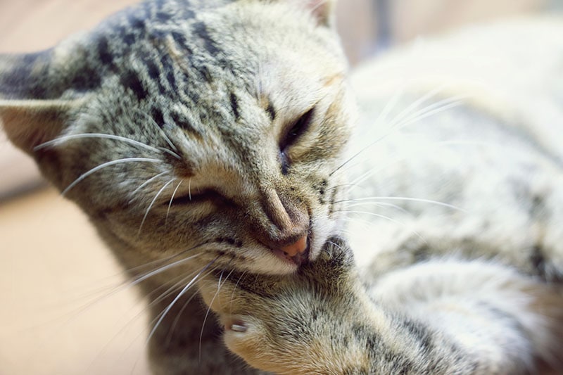 Thai brown tabby cat biting its feet