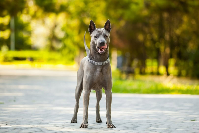 Thai ridgeback dog_Sbolotova_shutterstock