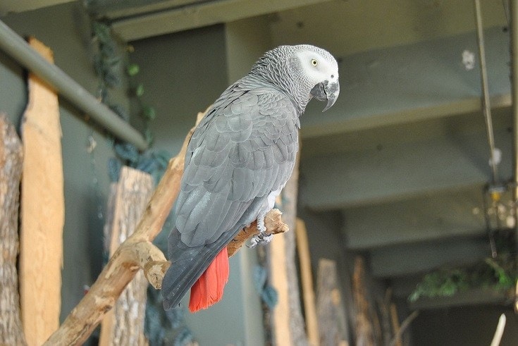 african grey parrot perching on a branch