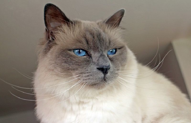 The Birman