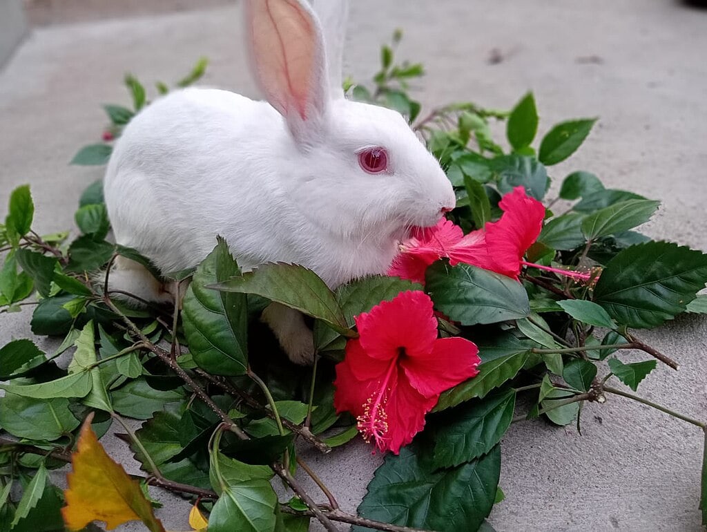 The Blanc de Termonde