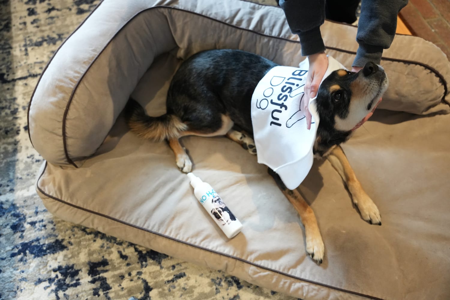 The Blissful Dog No H2O Spray Pet Shampoo - elo getting wiped with the product