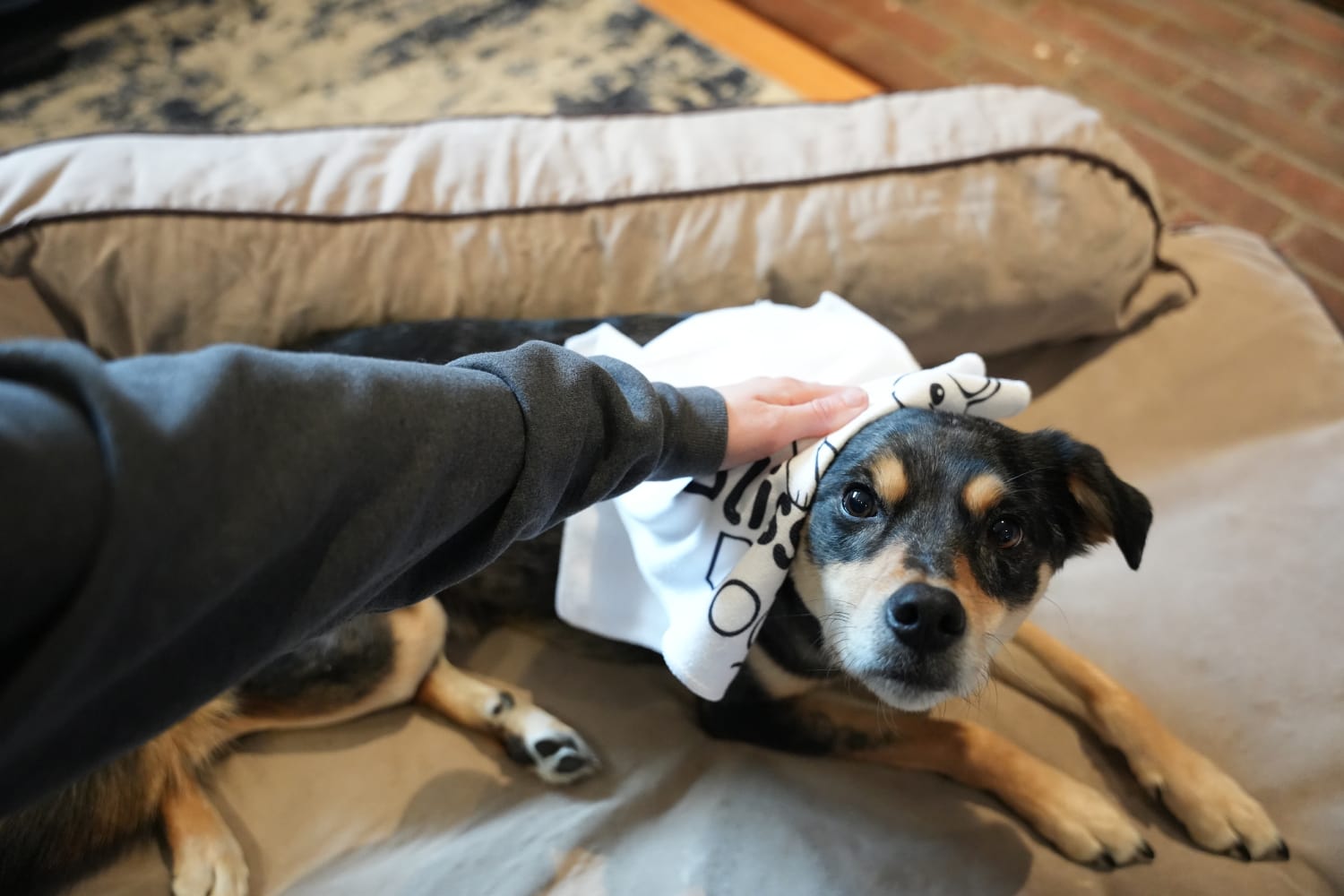 The Blissful Dog No H2O Spray Pet Shampoo - wiping elo with shampoo on towel