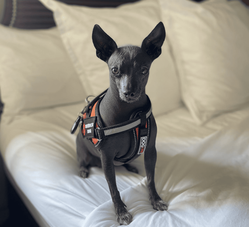 The Bolling Wilson Hotel, Ascend Hotel Collection