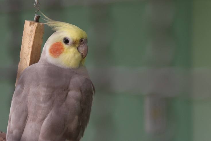Cinnamon cockatiel