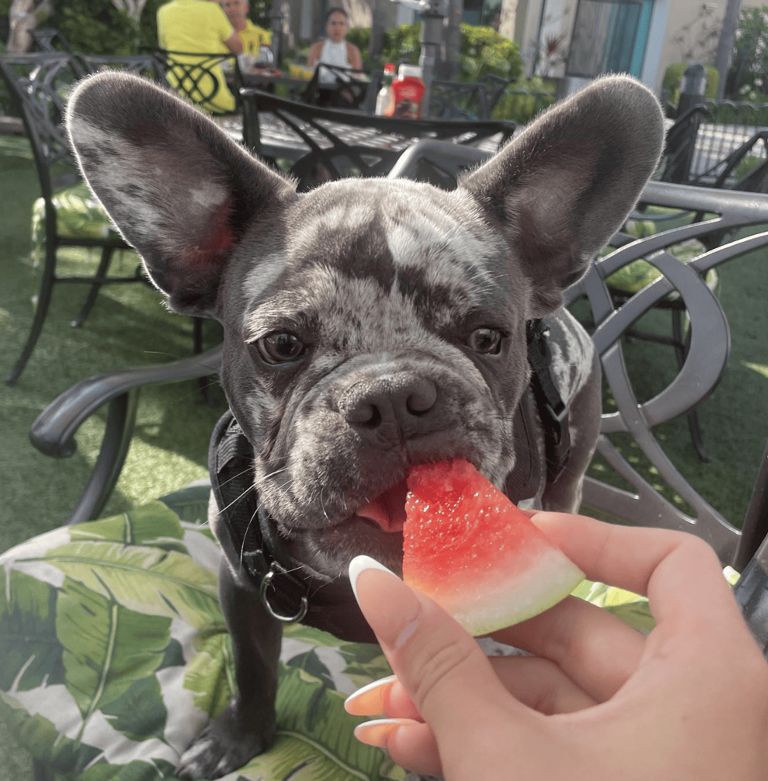 The Dana on Mission Bay