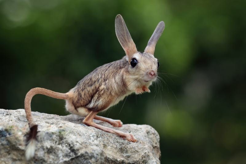 The Long-eared Jerboa (Euchoreutes naso) on rock