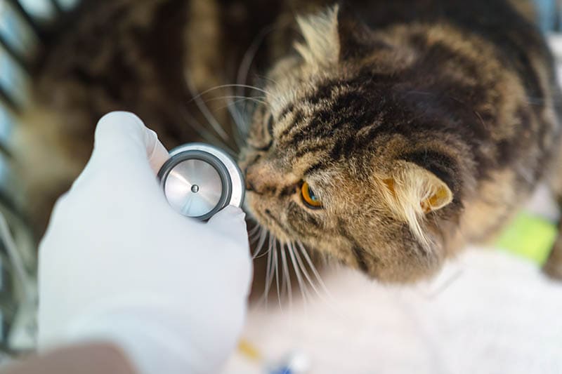The Maine coon cat ‘s checkered lung and heart sound by doctors with stethoscope