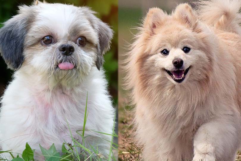 The Parent Breed of Shiranian