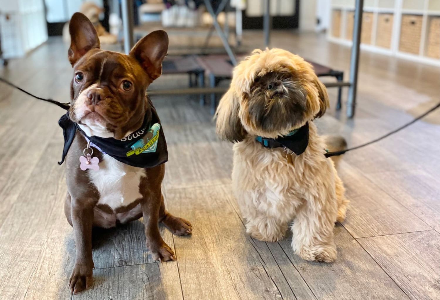 The Puppy Academy Dog Training - puppies at the school